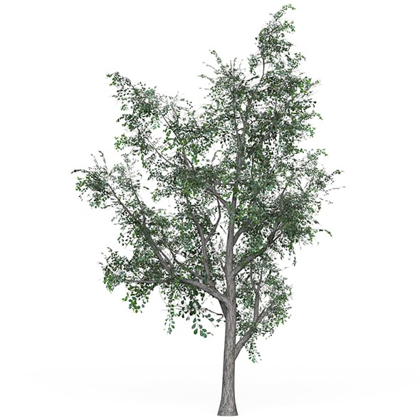 Low Poly Oak Tree 05 - 3DOcean Item for Sale
