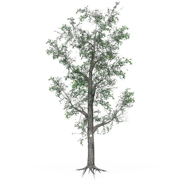 Low Poly Oak Tree 06 - 3DOcean Item for Sale