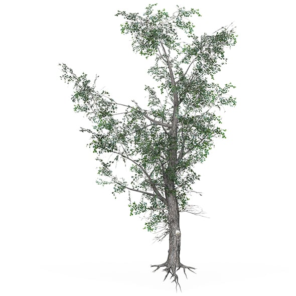 Low Poly Oak Tree 07 - 3DOcean Item for Sale