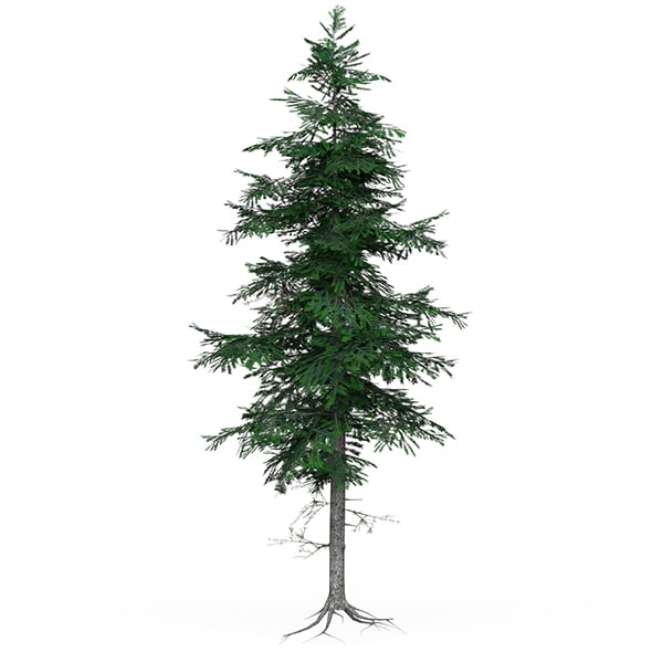 Low Poly Pine Tree 03 - 3DOcean Item for Sale