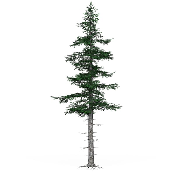 Low Poly Pine Tree 04 - 3DOcean Item for Sale