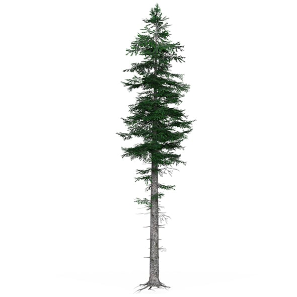 Low Poly Pine Tree 05 - 3DOcean Item for Sale