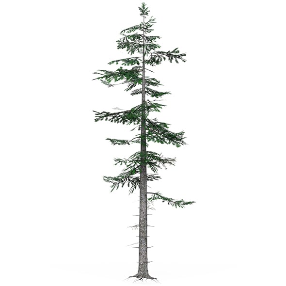 Low Poly Pine Tree 06 - 3DOcean Item for Sale
