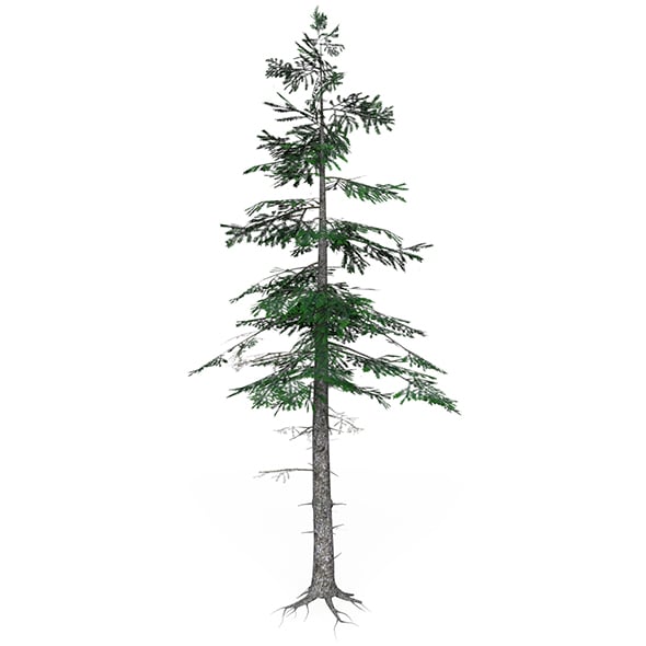 Low Poly Pine Tree 07 - 3DOcean Item for Sale