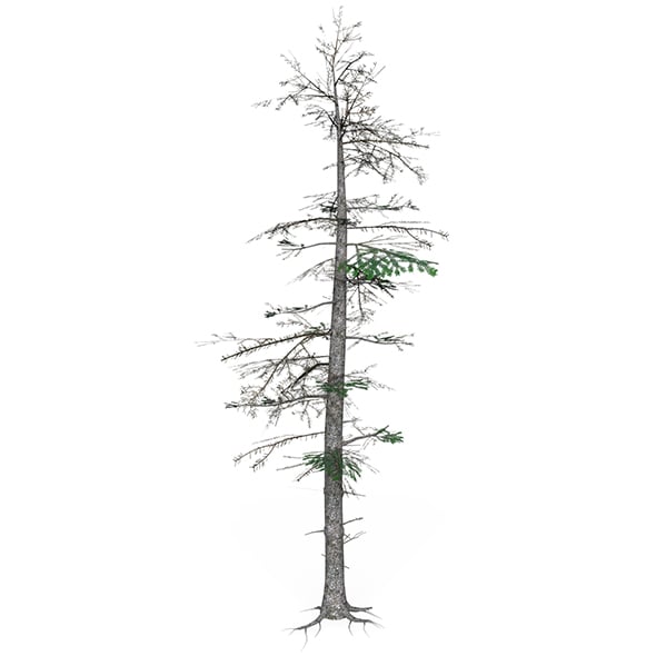 Low Poly Pine Tree 08 - 3DOcean Item for Sale