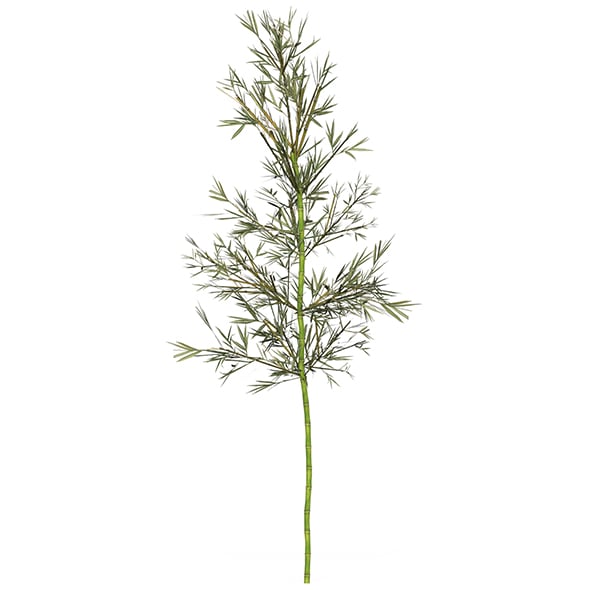 Realistic Low Poly Bamboo 03 - 3DOcean Item for Sale