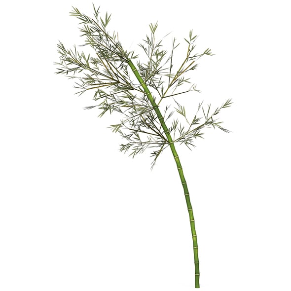 Realistic Low Poly Bamboo 04 - 3DOcean Item for Sale