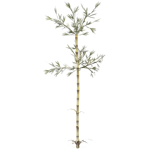 Realistic Low Poly Bamboo 07 - 3DOcean Item for Sale