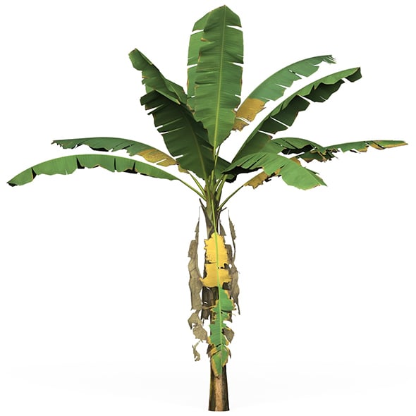 Game Ready Tree 01 - 3DOcean Item for Sale