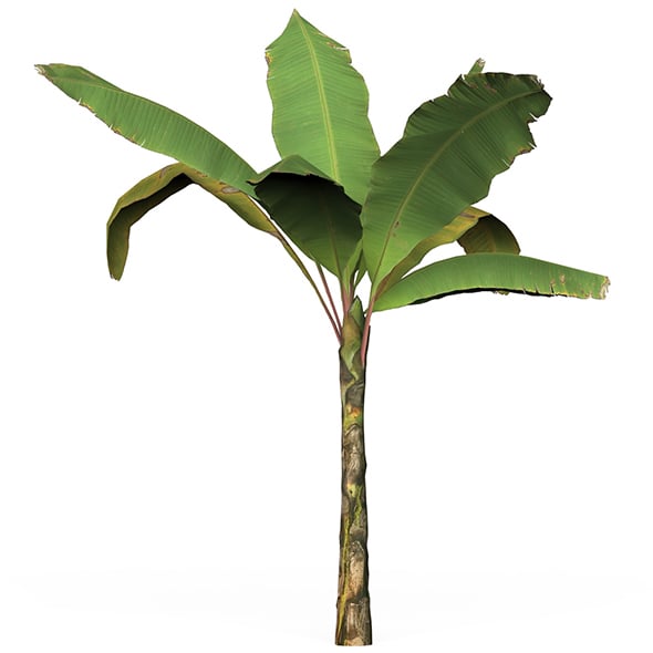 Game Ready Tree 04 - 3DOcean Item for Sale
