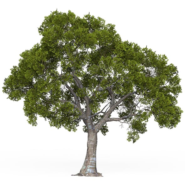 Game Ready Tree 05 - 3DOcean Item for Sale