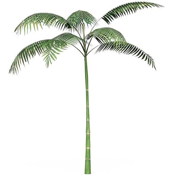 Game Ready Tree 12 - 3DOcean Item for Sale