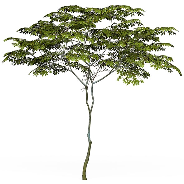 Game Ready Tree 13 - 3DOcean Item for Sale