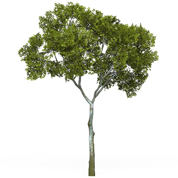 Game Ready Tree 14 - 3DOcean Item for Sale