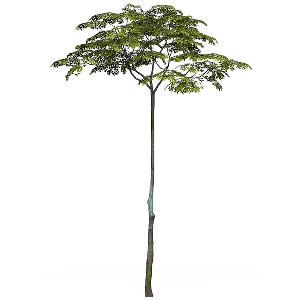 Game Ready Tree 16 - 3DOcean Item for Sale
