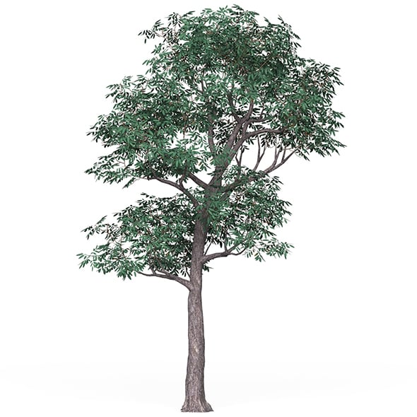 Game Ready Tree 18 - 3DOcean Item for Sale