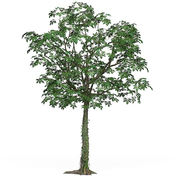 Game Ready Tree 21 - 3DOcean Item for Sale