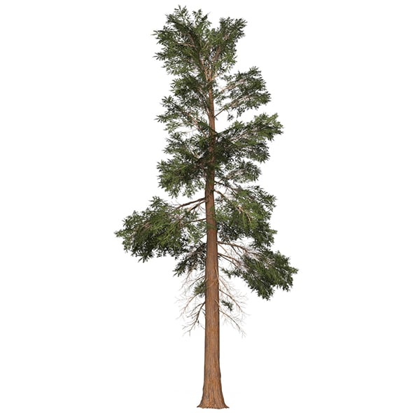 Game Ready Tree 22 - 3DOcean Item for Sale