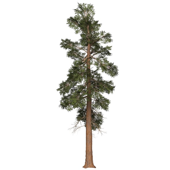 Game Ready Tree 24 - 3DOcean Item for Sale