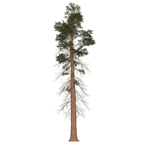 Game Ready Tree 25 - 3DOcean Item for Sale