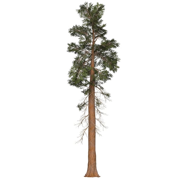 Game Ready Tree 27 - 3DOcean Item for Sale