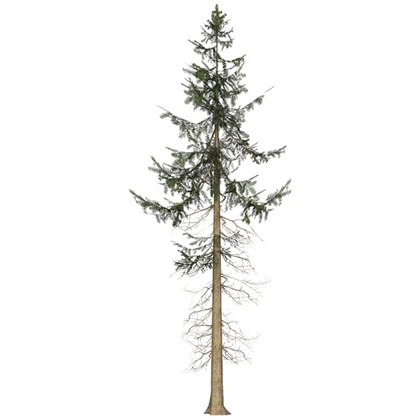 Game Ready Tree 35 - 3DOcean Item for Sale