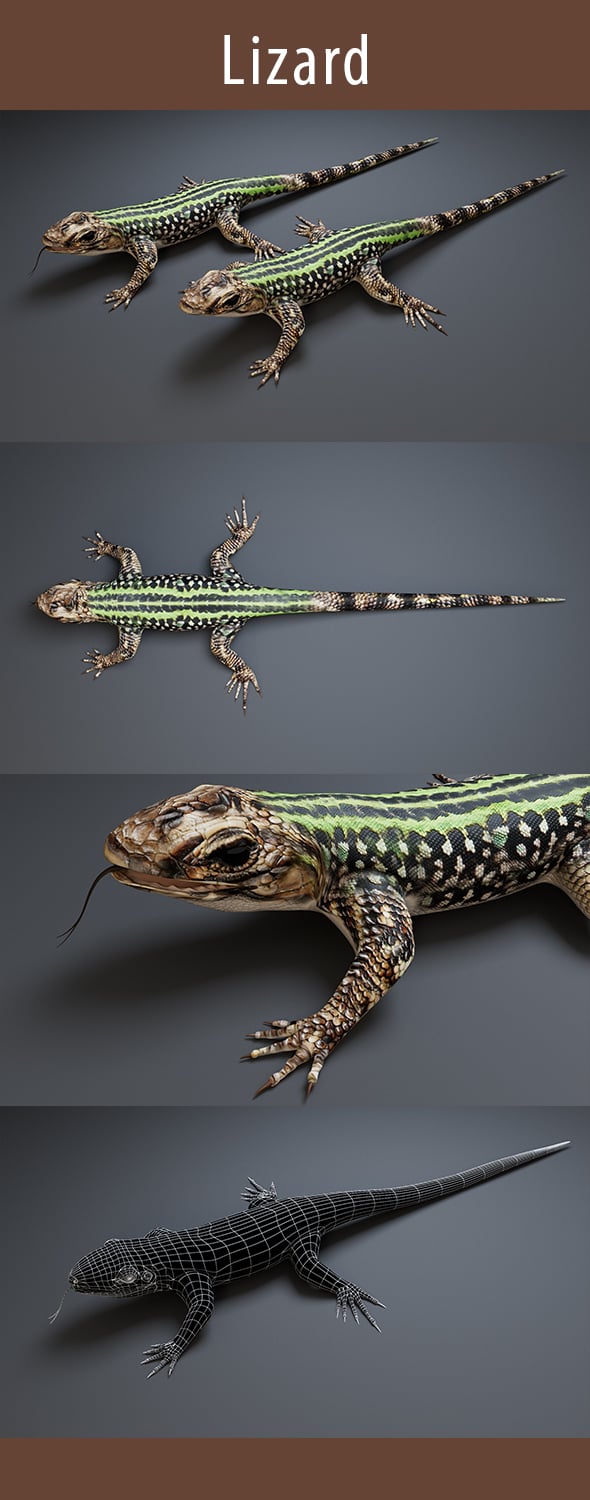 Lizard 3d Model - 3DOcean Item for Sale
