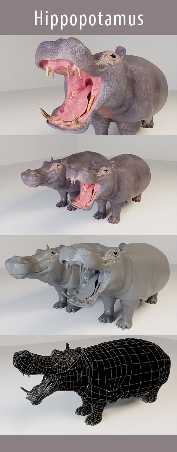 Hippopotamus 3d Model - 3DOcean Item for Sale