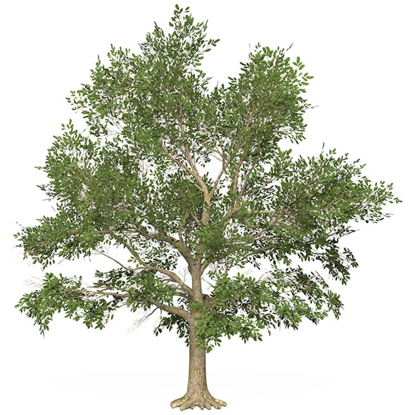 Game Ready Tree 45 - 3DOcean Item for Sale