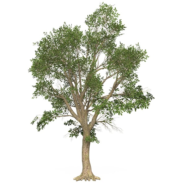 Game Ready Tree 46 - 3DOcean Item for Sale