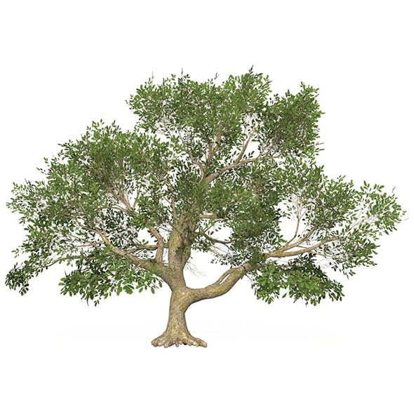 Game Ready Tree 47 - 3DOcean Item for Sale