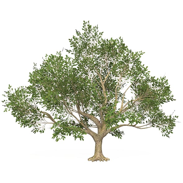 Game Ready Tree 48 - 3DOcean Item for Sale