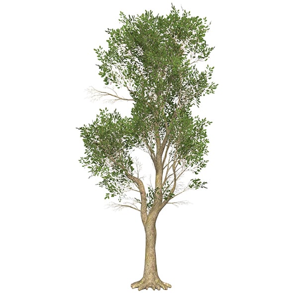 Game Ready Tree 49 - 3DOcean Item for Sale