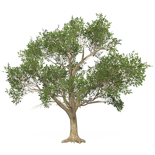 Game Ready Tree 50 - 3DOcean Item for Sale