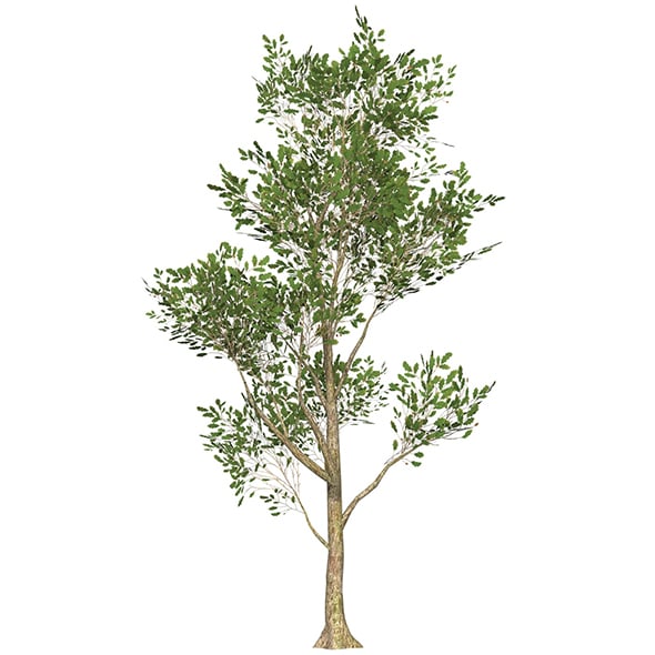 Game Ready Tree 53 - 3DOcean Item for Sale