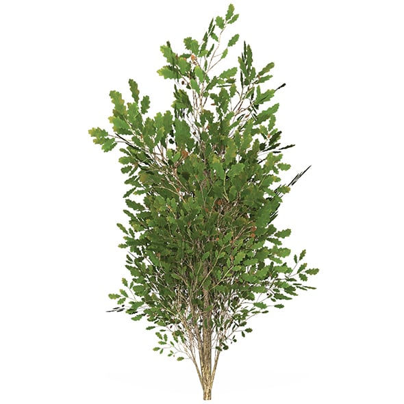 Game Ready Tree 54 - 3DOcean Item for Sale