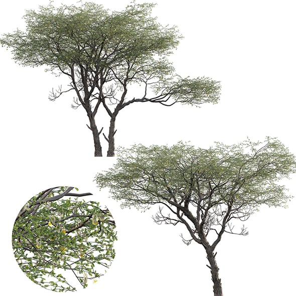 Vachellia erioloba - Camel thorn 03 - 3DOcean Item for Sale