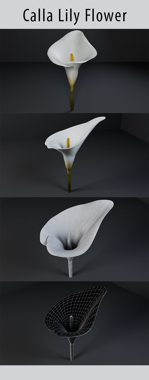 Calla Lily Flower 3d Model - 3DOcean Item for Sale