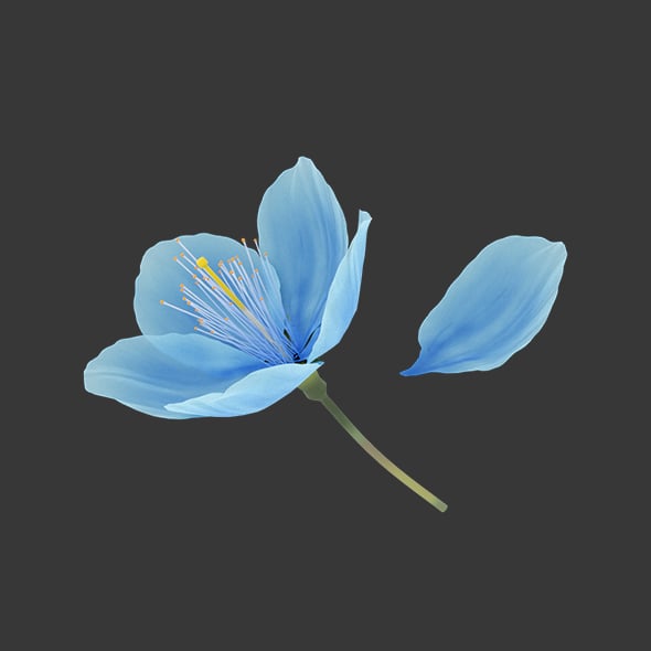 Blue Sakura Flower - 3DOcean Item for Sale