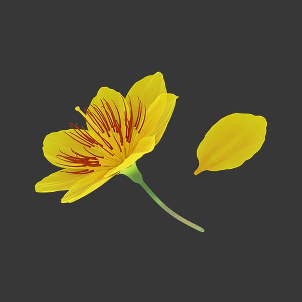 Yellow Sakura Flower Low Poly - 3DOcean Item for Sale