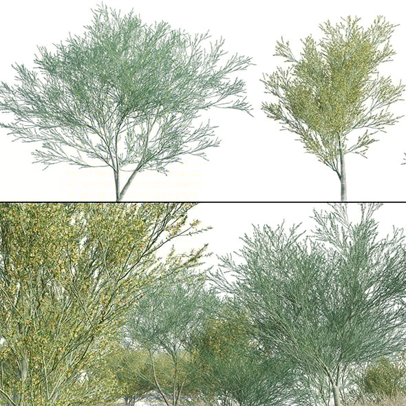 Parkinsonia Florida - Blue Palo Verde - 02 - 3DOcean Item for Sale