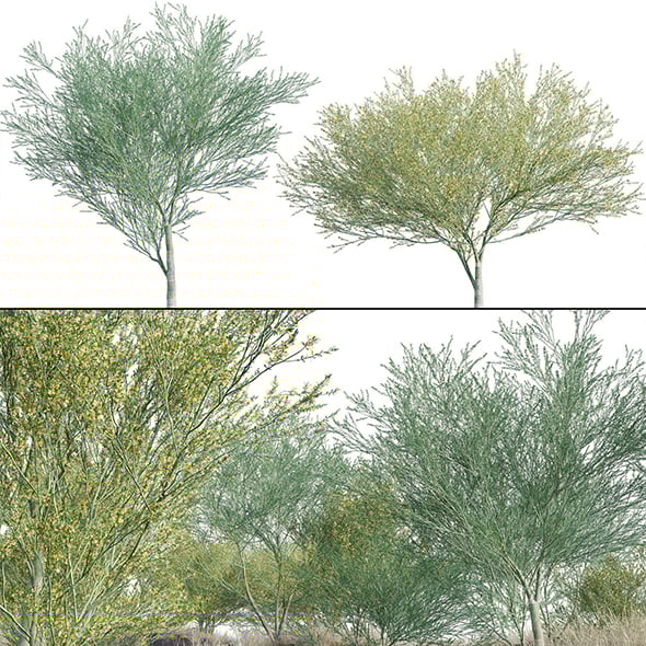 Parkinsonia Florida - Blue Palo Verde - 3DOcean Item for Sale