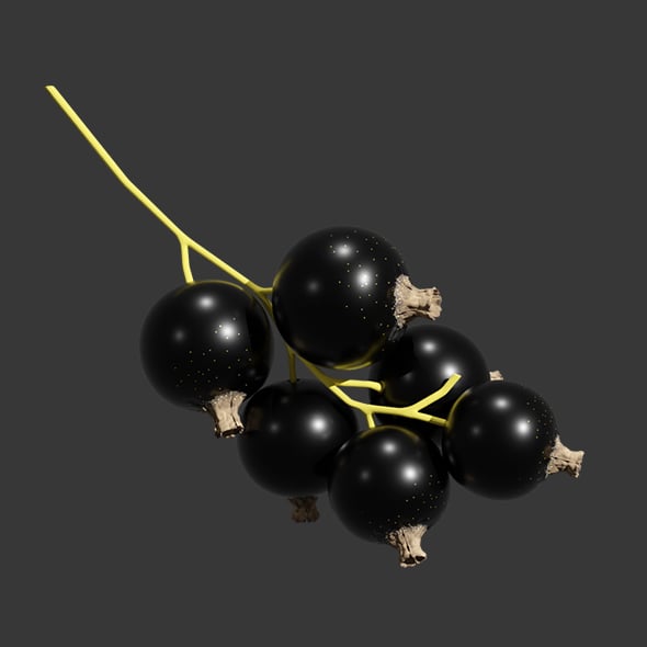 Blackcurrant Fruit in the Branch - 3DOcean Item for Sale