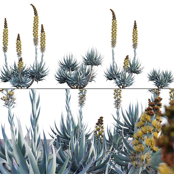 Agave Blue Flame 02 - 3DOcean Item for Sale
