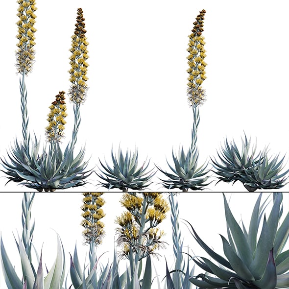 Agave Blue Flame - 3DOcean Item for Sale