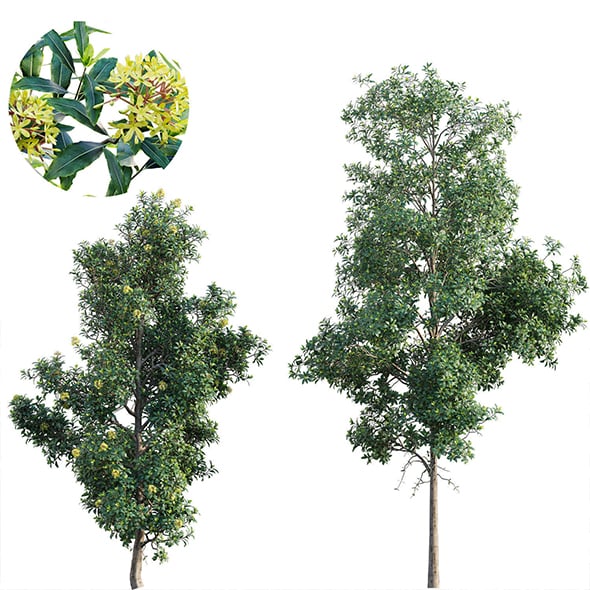 Lemonwood Tree - Pittosporum eugenioides - 3DOcean Item for Sale