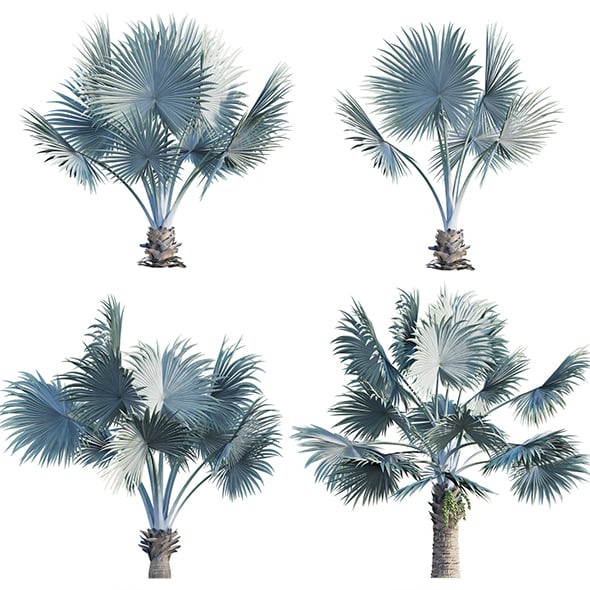 Bismarckia nobilis – Bismarck palm - 3DOcean Item for Sale