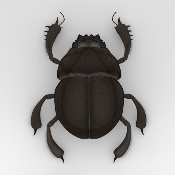 Egyptian Scarab - 3DOcean Item for Sale
