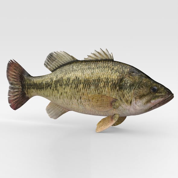 Bass Fish - 3DOcean Item for Sale