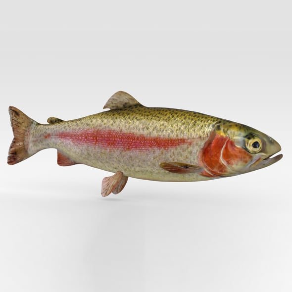 Trout Fish - 3DOcean Item for Sale